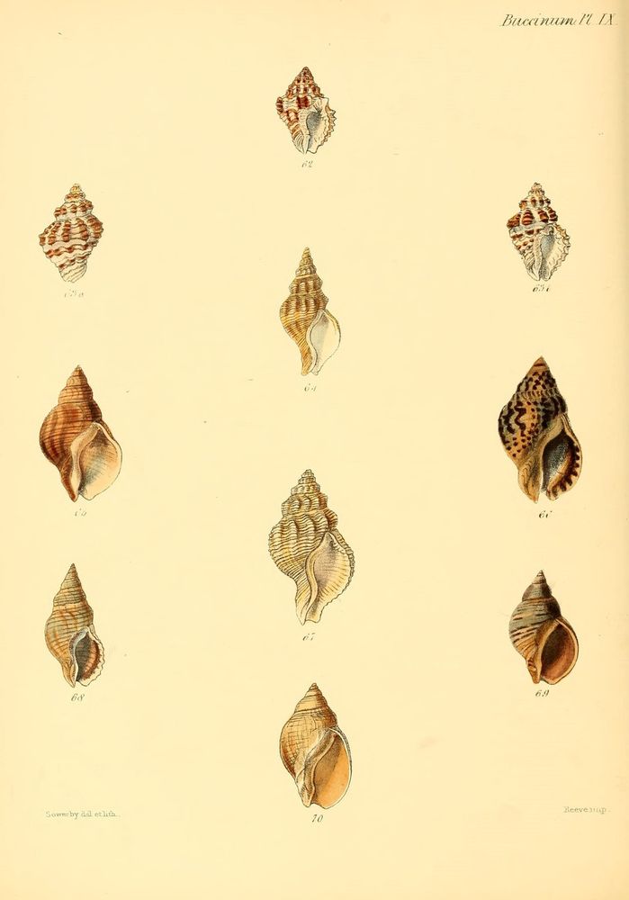 Conchologia iconica, or, Illustrations of the shells of molluscous animals 
London: Reeve, Brothers, 1843-1878.
http://biodiversitylibrary.org/page/11118858�