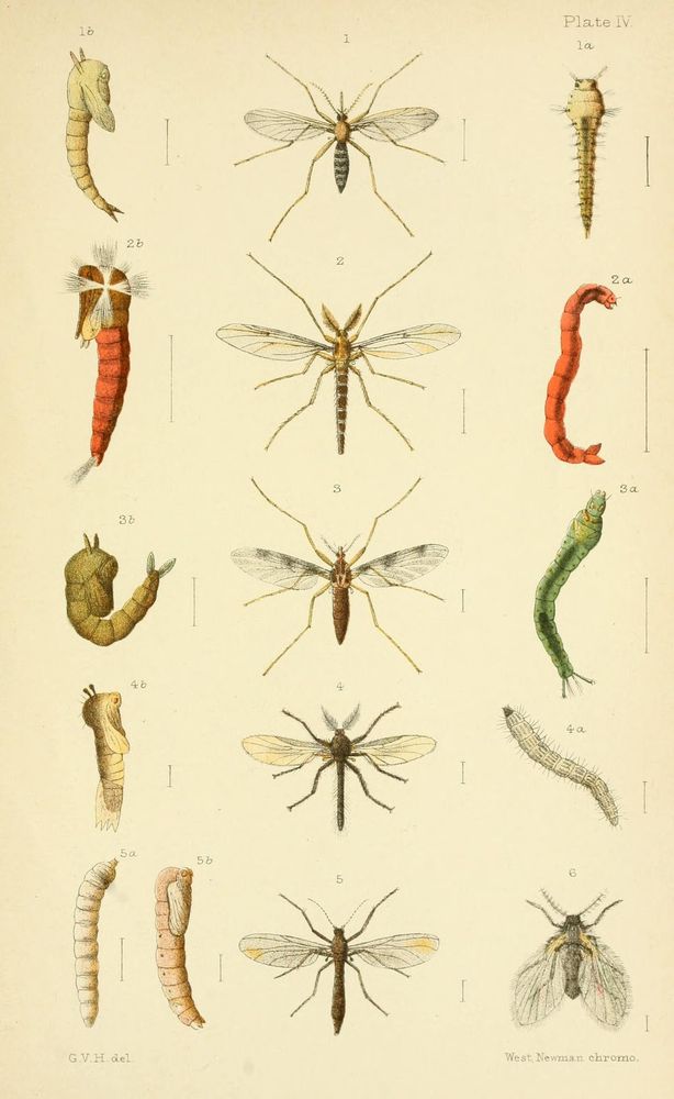 An elementary manual of New Zealand entomology;
London, West, Newman & Co., 1892.
http://biodiversitylibrary.org/page/8547627�