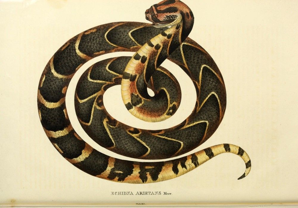 Descriptiones et icones amphibiorum.
Monachii, Stuttgartiae et Tubingae, Sumtibus J.G. Cottae, [1828-]1833.
http://biodiversitylibrary.org/page/43580067�