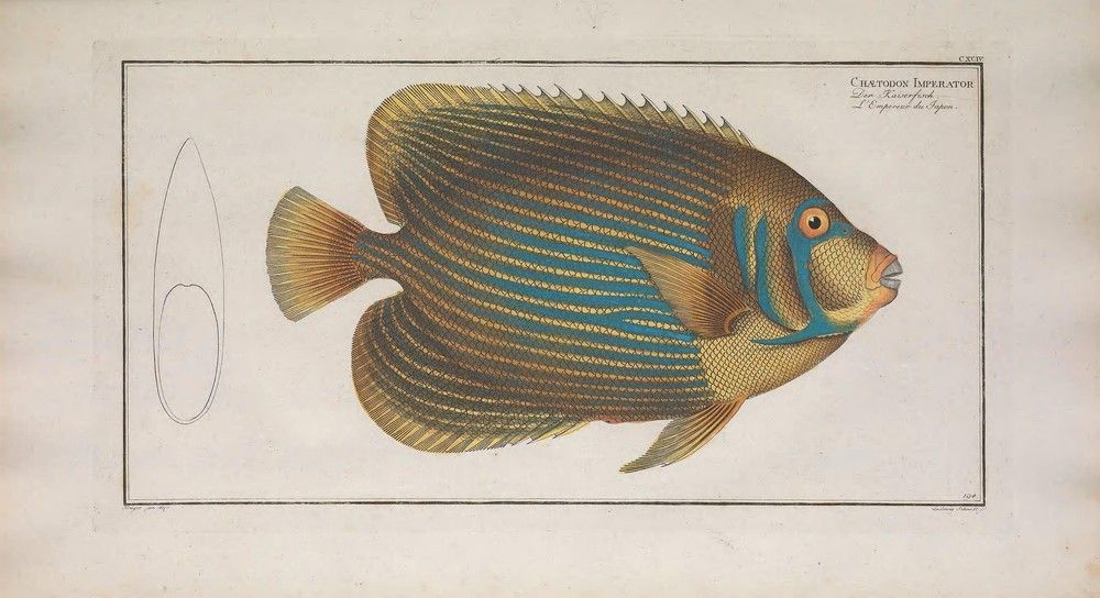 Ichtyologie, ou, Histoire naturelle, générale et particulière des poissons: 
A Berlin: Chez l'auteur, & chez François de la Garde libraire, 1785-1797.
https://biodiversitylibrary.org/page/46128837�