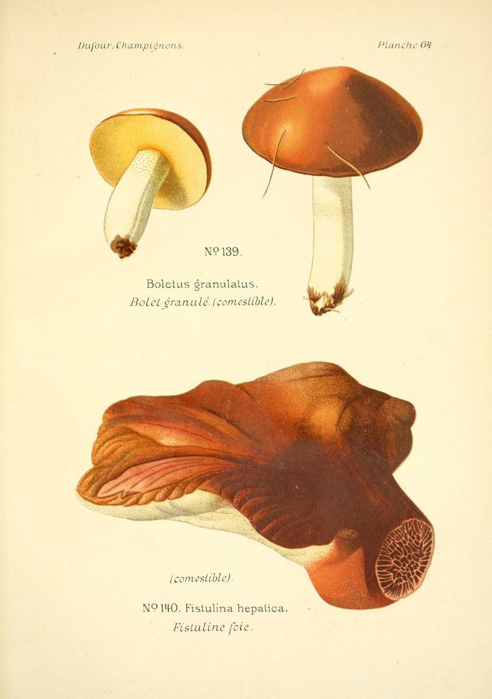 Atlas des champignons comestibles et vénéneux
Paris, P. Klincksieck, 1891.
http://biodiversitylibrary.org/item/22673�