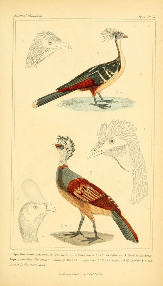 The animal kingdom, arranged according to its organization, serving as a foundation for the natural history of animals. v.1 plates.
London: G. Henderson, 1834-1837.
http://www.biodiversitylibrary.org/item/89321�