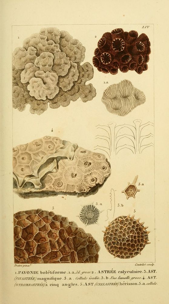 Manuel d'actinologie ou de zoophytologie 
Paris ;F.G. Levrault, 1834-[1836].
http://biodiversitylibrary.org/page/9321345�