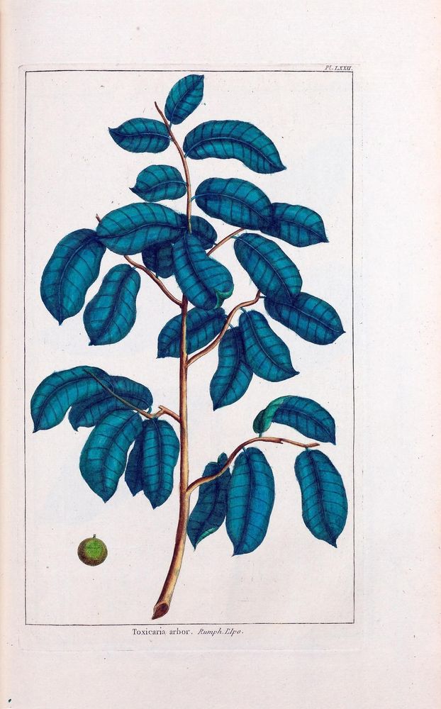 Le grand jardin de l'univers, Paris, Chez l'auteur, 1785-1791.
https://biodiversitylibrary.org/page/58851290�