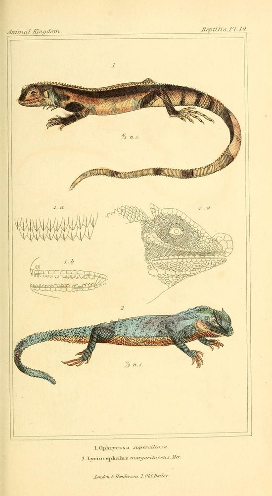 The animal kingdom, arranged according to its organization, serving as a foundation for the natural history of animals: 
London: G. Henderson, 1834-1837.
http://biodiversitylibrary.org/page/28027723�