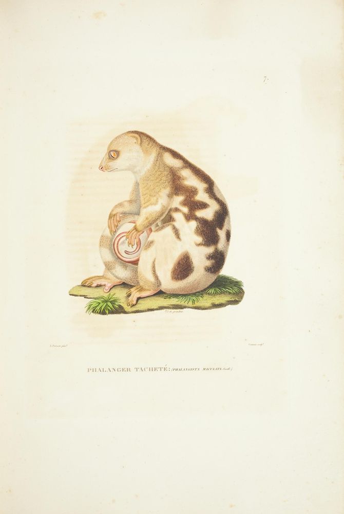 Voyage autour du monde: 
Paris: Pillet, Aine, Imprimerie royale, 1824.
http://biodiversitylibrary.org/page/41621401�