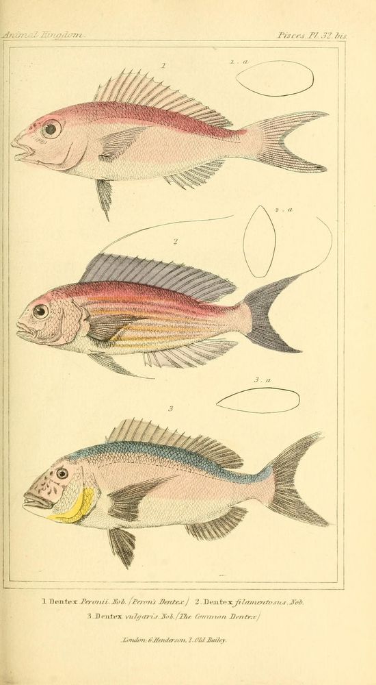 The animal kingdom, arranged according to its organization, serving as a foundation for the natural history of animals: 
London: G. Henderson, 1834-1837.
http://biodiversitylibrary.org/page/28027963�