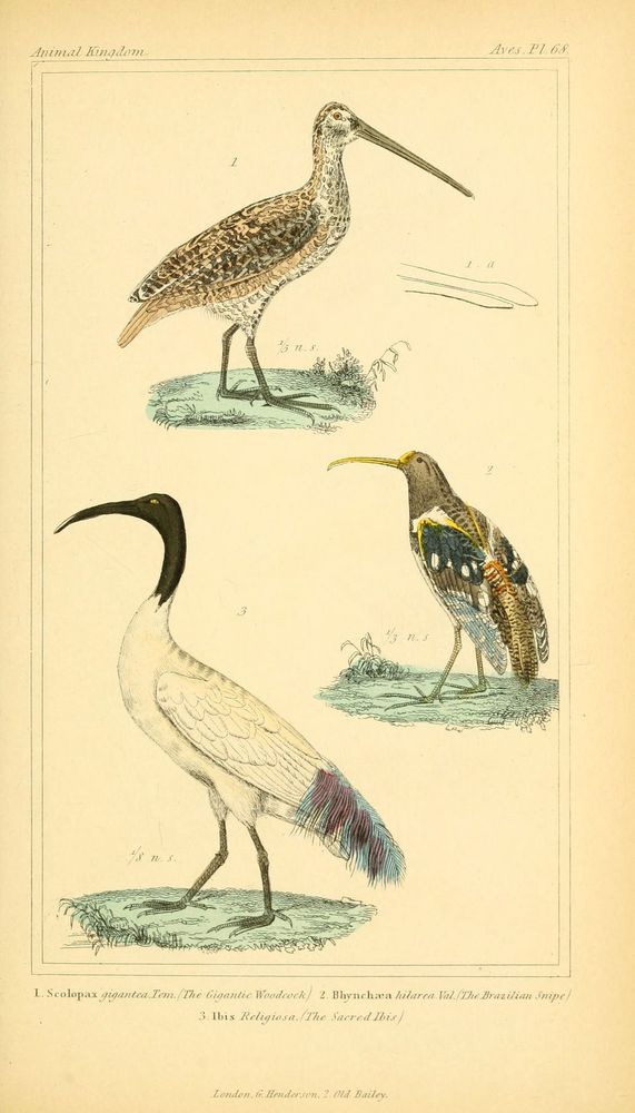 The animal kingdom, arranged according to its organization, serving as a foundation for the natural history of animals. v.1 plates.
London: G. Henderson, 1834-1837.
http://www.biodiversitylibrary.org/item/89321�