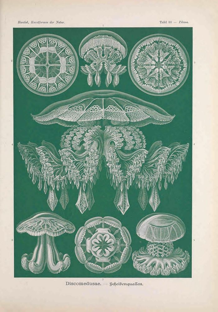 Kunstformen der Natur
Leipzig und Wien: Verlag des Bibliographischen Instituts, 1899-1904.
https://biodiversitylibrary.org/page/47388431�