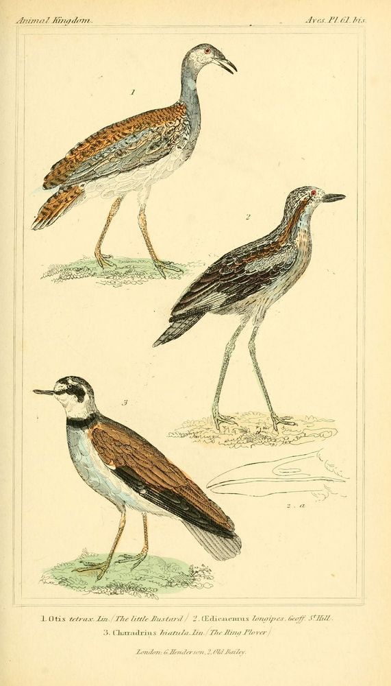 The animal kingdom, arranged according to its organization, serving as a foundation for the natural history of animals. v.1 plates.
London: G. Henderson, 1834-1837.
http://www.biodiversitylibrary.org/item/89321�