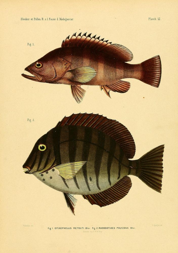 Recherches sur la faune de Madagascar et de ses dépendances
Leyde: J.K. Steenhoff, 1868-1877.
https://biodiversitylibrary.org/page/32023136�