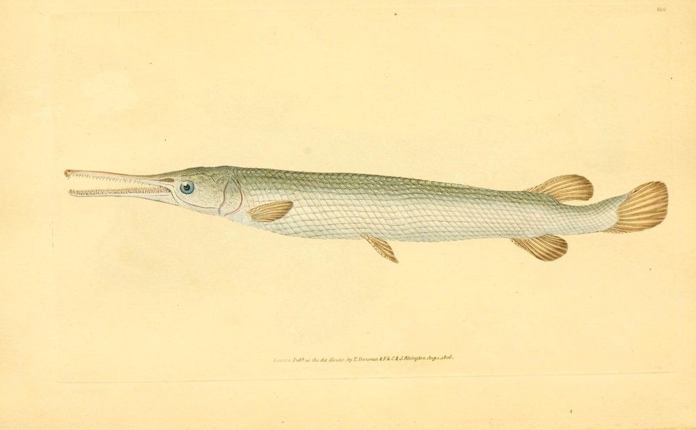 The natural history of British fishes: 
London: Printed for the author, and for F. and C. Rivington, 1802-08.
https://biodiversitylibrary.org/page/5897360�