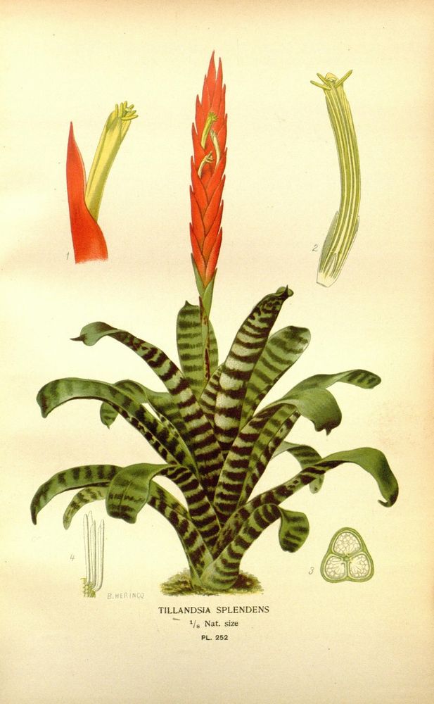 Favourite flowers of garden and greenhouse 
London and New York: Frederick Warne & co., 1896-97.
http://biodiversitylibrary.org/page/36399139�