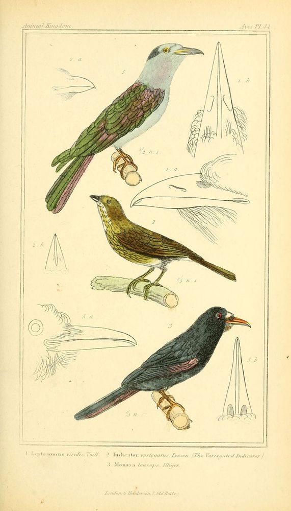 The animal kingdom, arranged according to its organization, serving as a foundation for the natural history of animals. v.1 plates.
London: G. Henderson, 1834-1837.
http://www.biodiversitylibrary.org/item/89321�