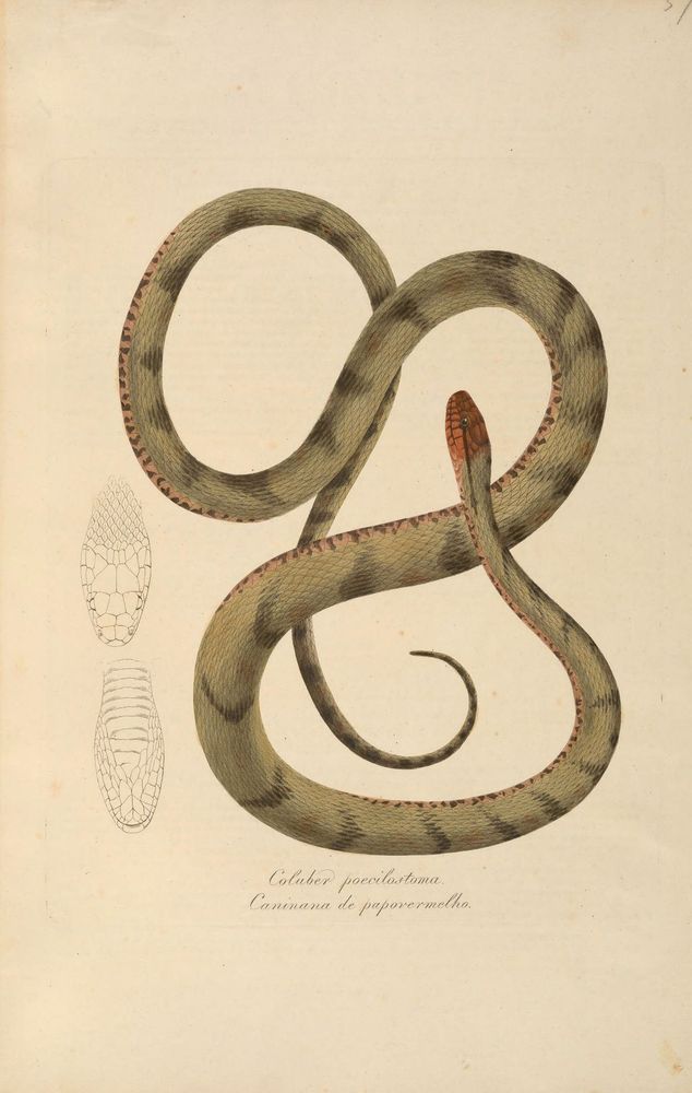 Abbildungen zur Naturgeschichte Brasiliens
Weimar: im Verlage des Grossherzogl. Sächs. priv. Landes-Industrie-Comptoirs, 1822-1831. 
http://biodiversitylibrary.org/item/109538�