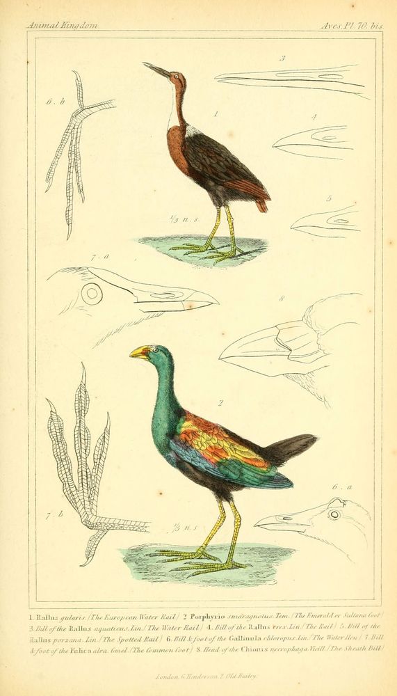 The animal kingdom, arranged according to its organization, serving as a foundation for the natural history of animals. v.1 plates.
London: G. Henderson, 1834-1837.
http://www.biodiversitylibrary.org/item/89321�