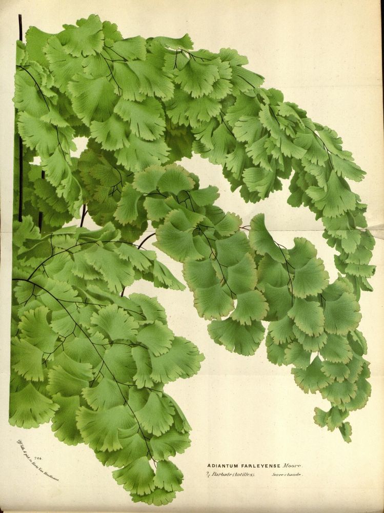 Flore des serres et des jardins de l'Europe
A Gand: chez Louis van Houtte, eÌditeur, 1845-1880.
https://biodiversitylibrary.org/page/27764886�
