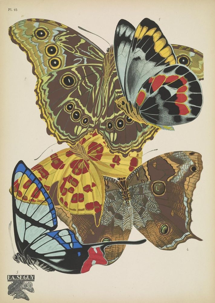 Papillons;
Paris, Tolmer[ca. 1925]
http://biodiversitylibrary.org/page/48852963�