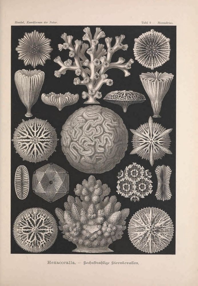 Kunstformen der Natur
Leipzig und Wien: Verlag des Bibliographischen Instituts, 1899-1904.
https://biodiversitylibrary.org/page/47387962�