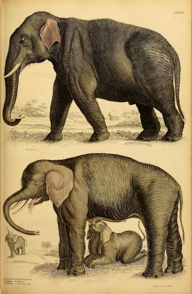 Edinburgh journal of natural history and of the physical sciences.
Edinburgh [etc.]: Published for the proprietor [etc.], 1835-1840.
https://biodiversitylibrary.org/page/33665293�