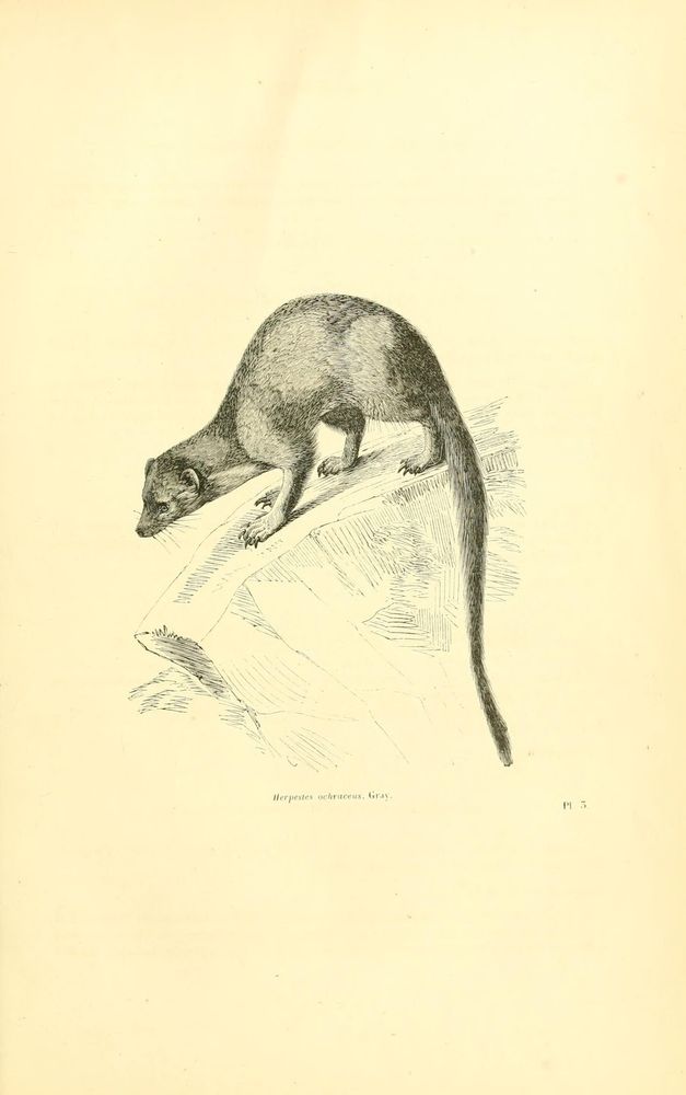 Encyclopédie d'histoire naturelle
Paris: Maresq[1851-1860].
https://biodiversitylibrary.org/page/14470579�
