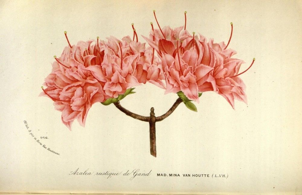 Flore des serres et des jardins de l'Europe
A Gand: chez Louis van Houtte, eÌditeur, 1845-1880.
https://biodiversitylibrary.org/page/27765108�