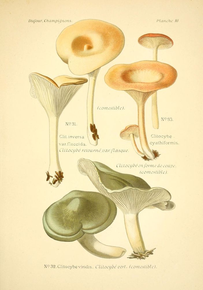 Atlas des champignons comestibles et vénéneux
Paris, P. Klincksieck, 1891.
http://biodiversitylibrary.org/item/22673�
