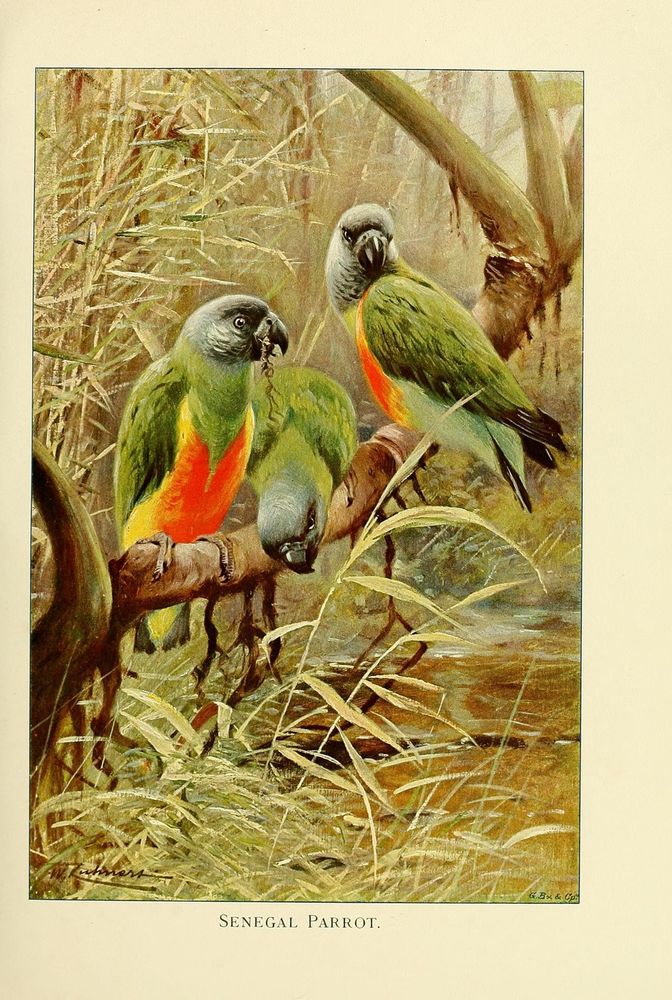 Wild life of the world: 
London ;F. Warne and co., 1916.
http://biodiversitylibrary.org/page/33270332�