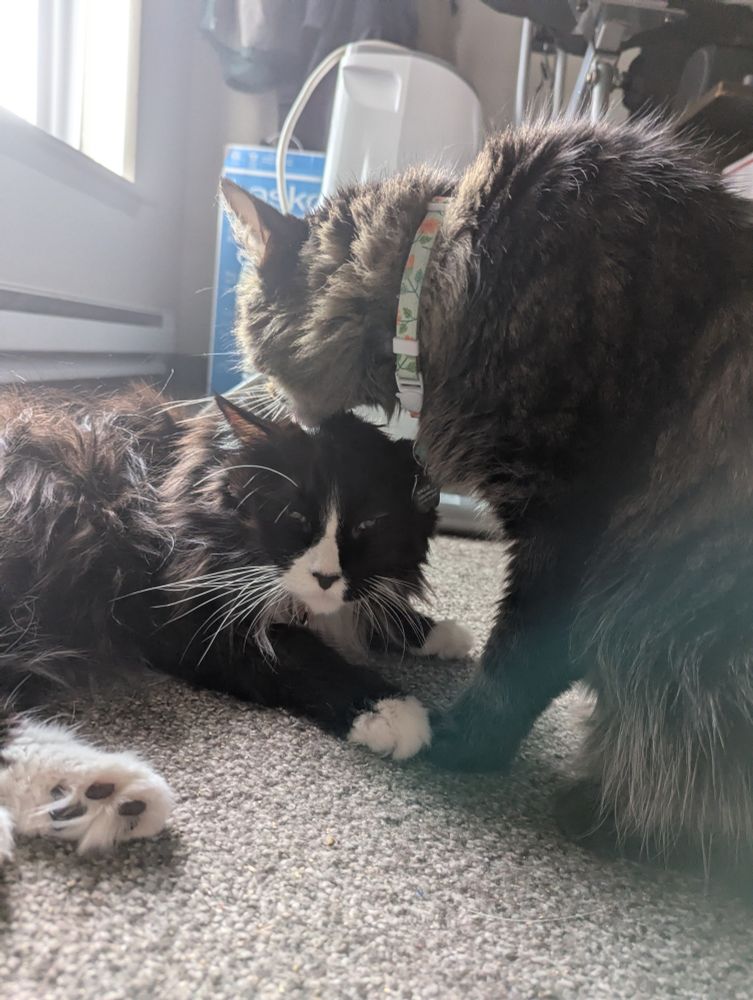 A photograph of two cats. One is a tuxedo cat and the other is a brown tabby. The brown tabby is licking the top of the tuxedos head.