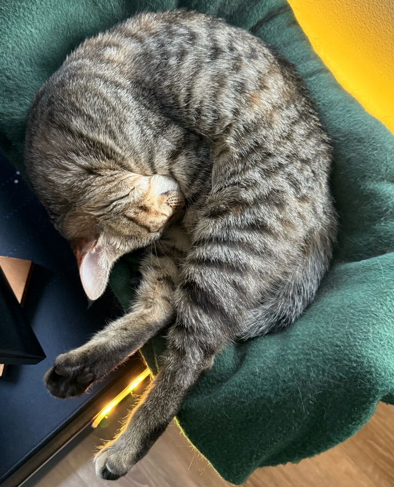 A tabby cat curled up in a green blanket lined basket
