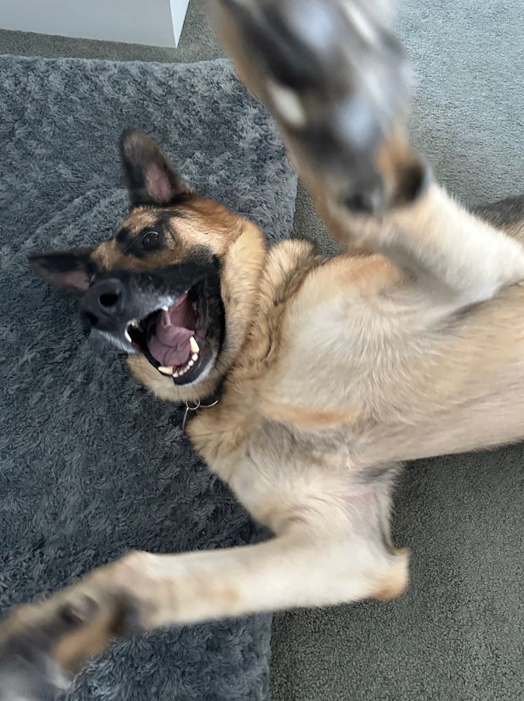 My German shepherd dog with his mouth open in a smile and arms out to hug me while lying down on his back