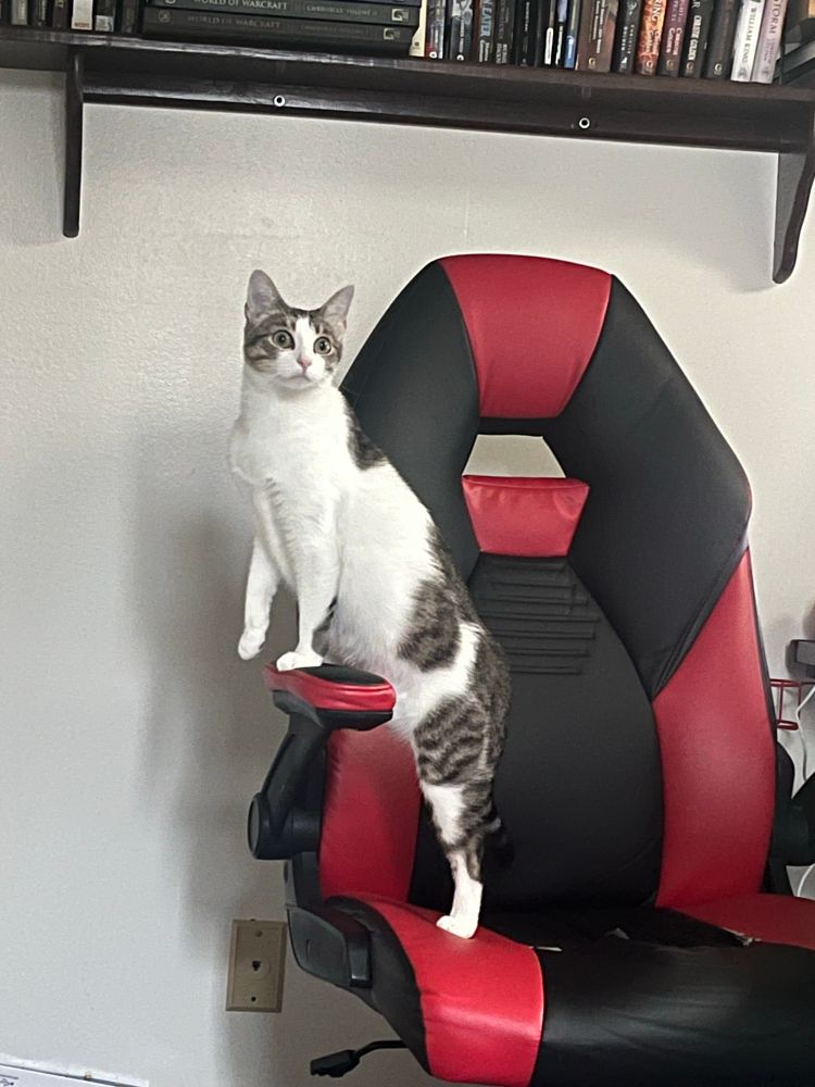 a tabby and white cat standing majestically on a gamer chair, prepared to do a 12-hour Minecraft stream