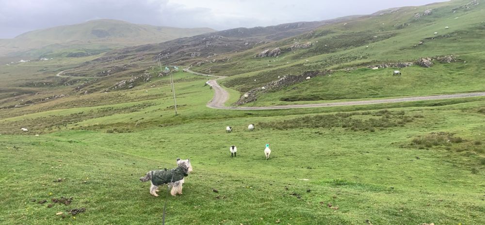 A dog dreaming about eating sheep. 