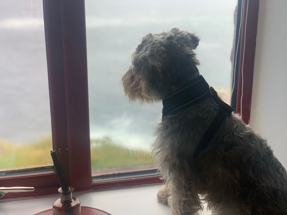 A dog thinking about buying a lighthouse.  