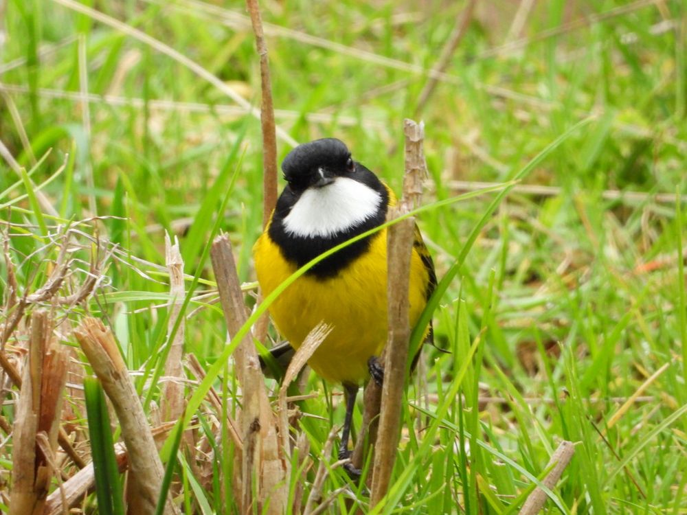 The bird deadpans the camera.