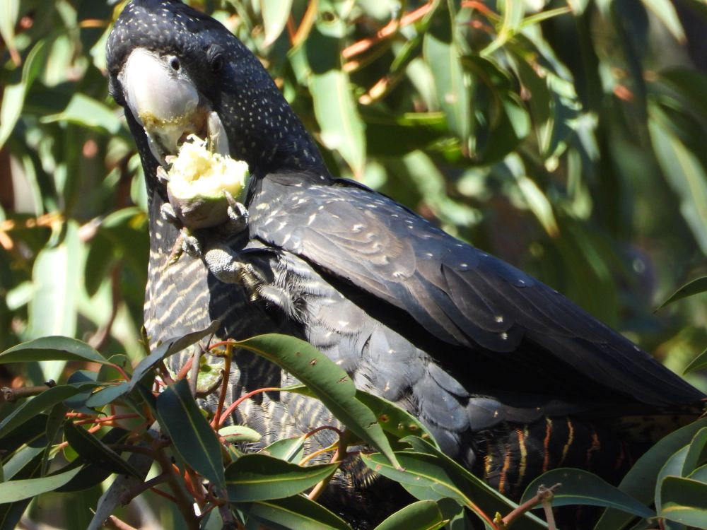A black cockatoo eats a gumnut