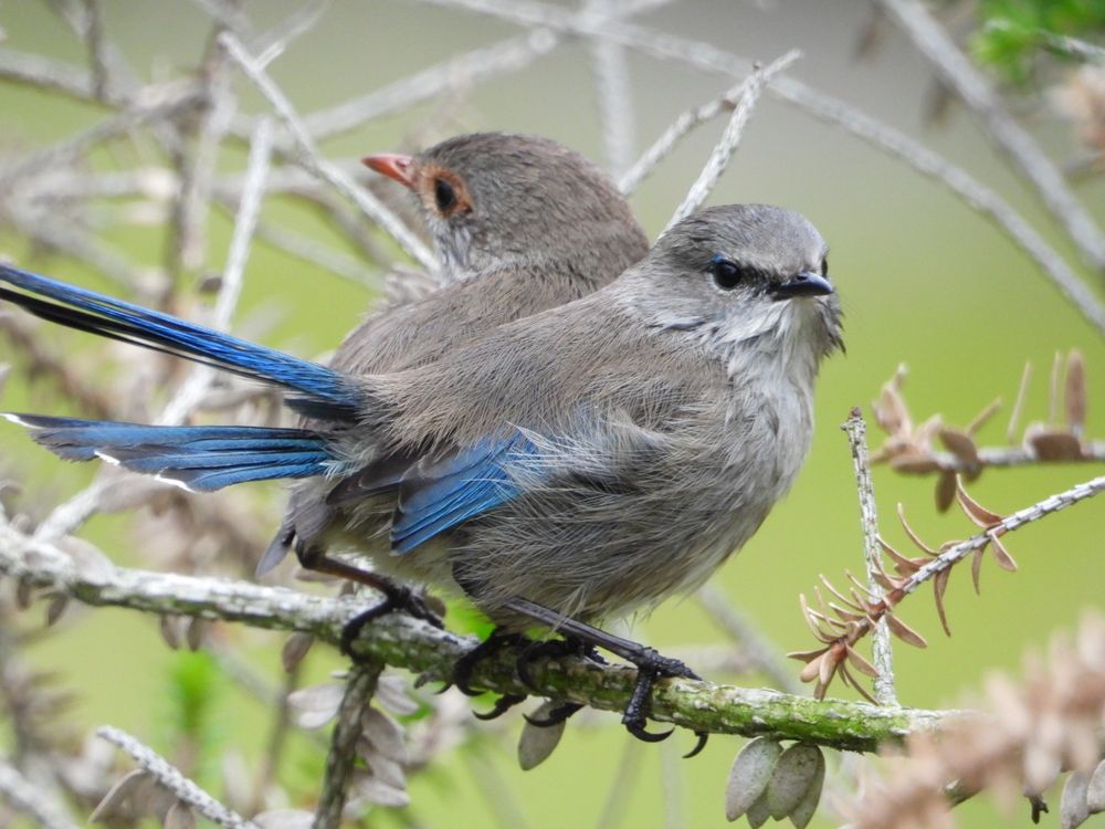 Two small wrens sit next to each other looking in opposite directions