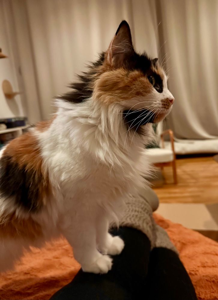 A scruffy long haired calico cat with stumpy front legs 