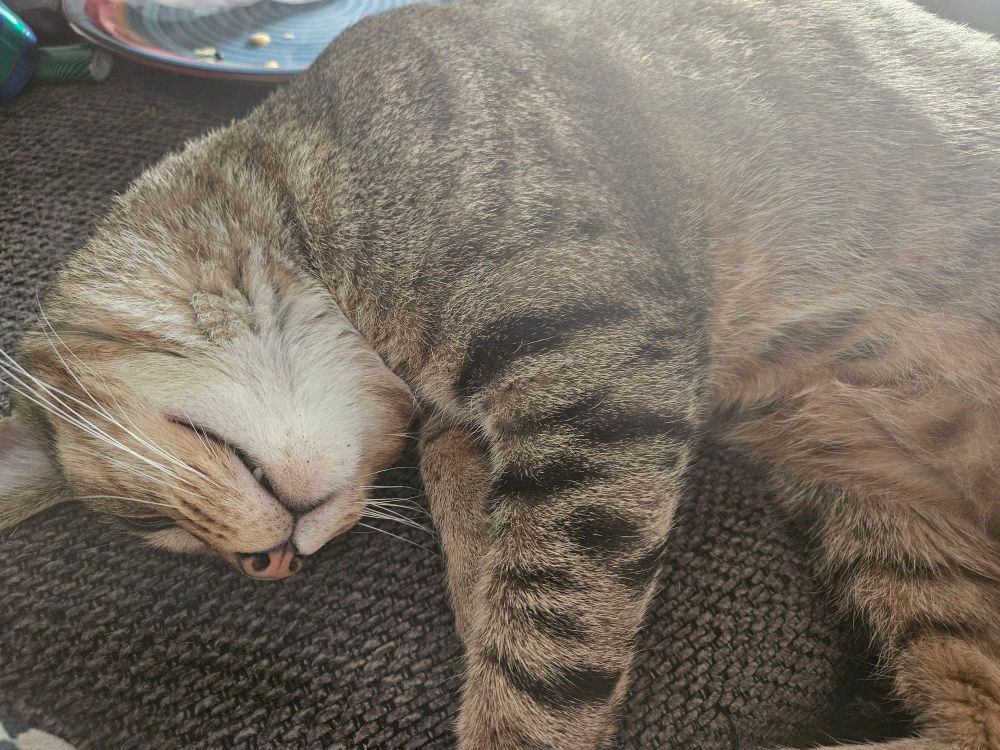 A brown tabby cat is asleep on a gray couch. 