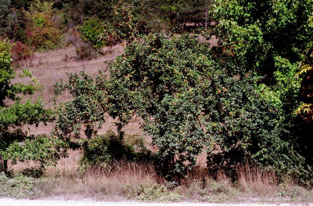 Plaue-Zimmertal, ein langsam ansteigender Fahrweg von Obstbäumen gesäumt gleicht einem Obstgarten. 2025 ist ein gutes Jahr für Äpfel, wie man an dem Baum erkennt. 
Fujifilm X-T100 mit VEB Carl-Zeiss Jena Tessar 2.8/50mm