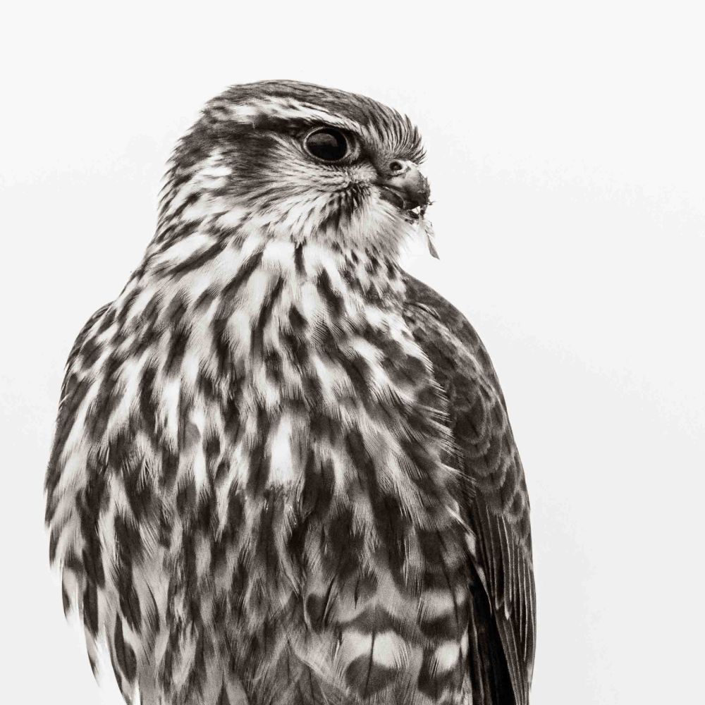 Merlin are the nuts.