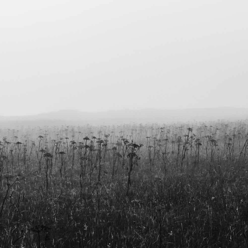 Angelica in sea mist