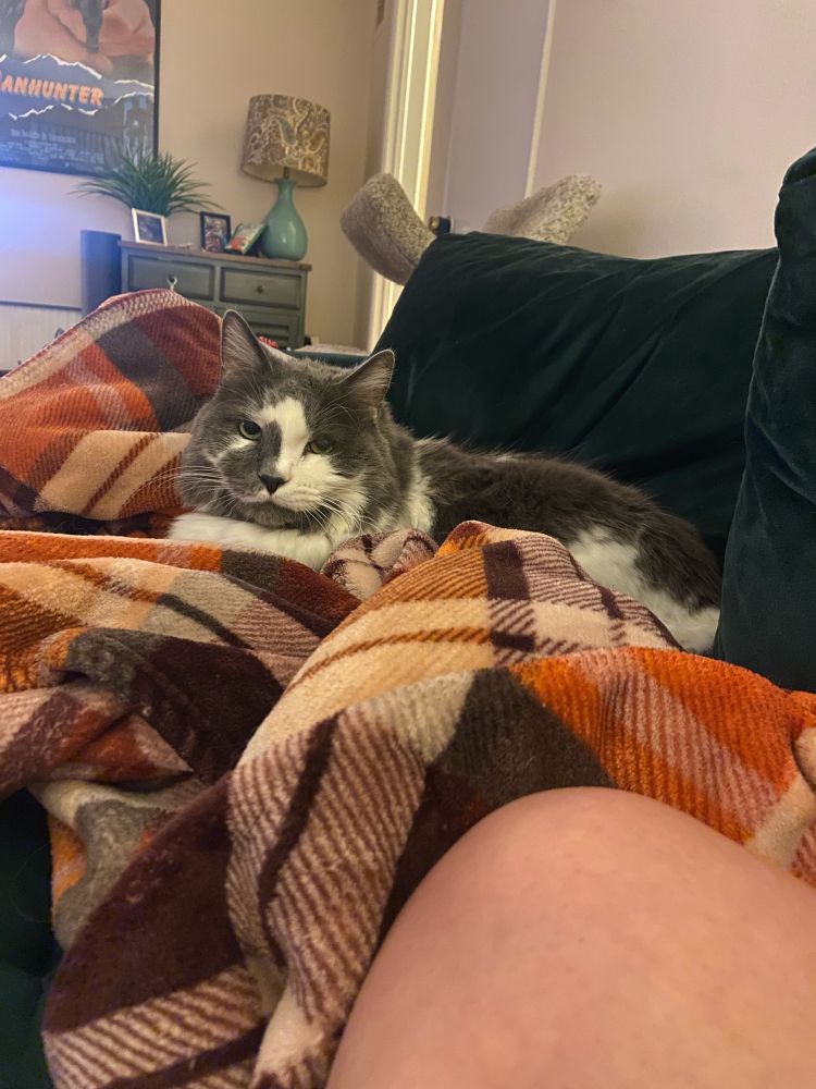 Very handsome cat named Harvey gazing lovingly at his mother while snuggled up on a autumnal colored blanket