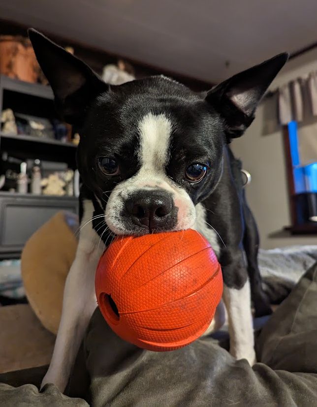 A cute Boston Terrier named Buddy. Holds a red rubber ball in his mouth and looks expectantly in the camera.