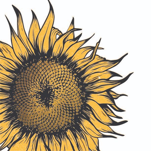 illustration of a sunflower