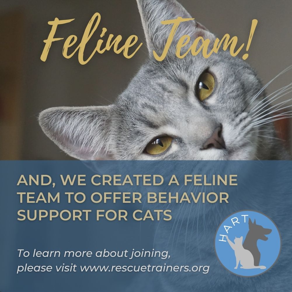 Image of grey tabby cat with sticking yellow eyes, looking at the camera while tilting their head