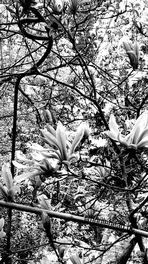Black and white blossom and branching