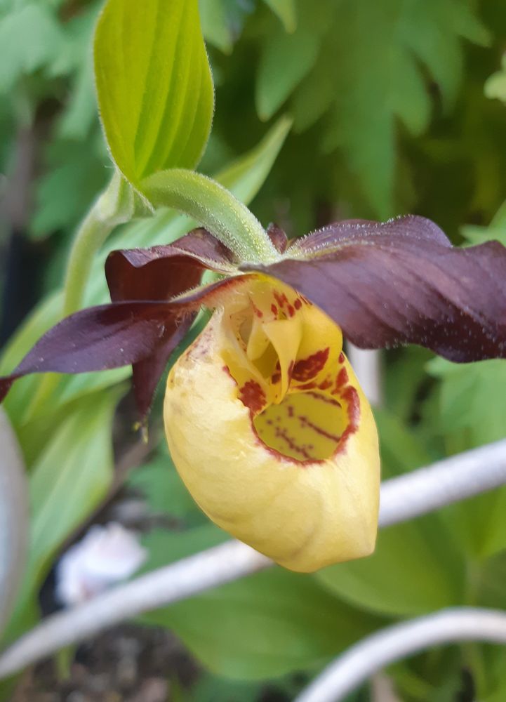 Yellow and red flower, green background 