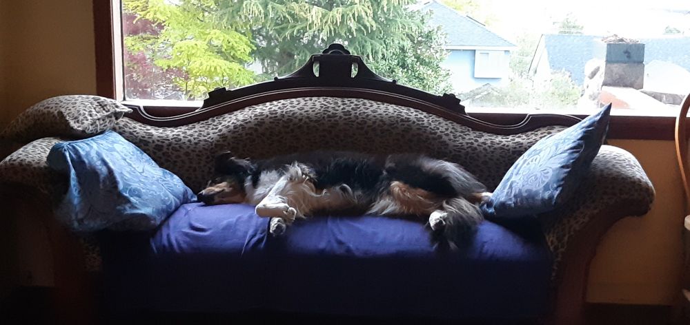 Dog on couch