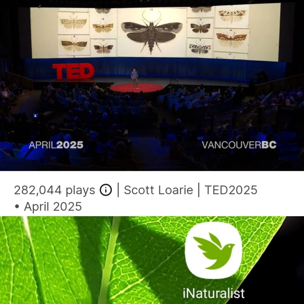 TED Talks stage. Moth projection in the background